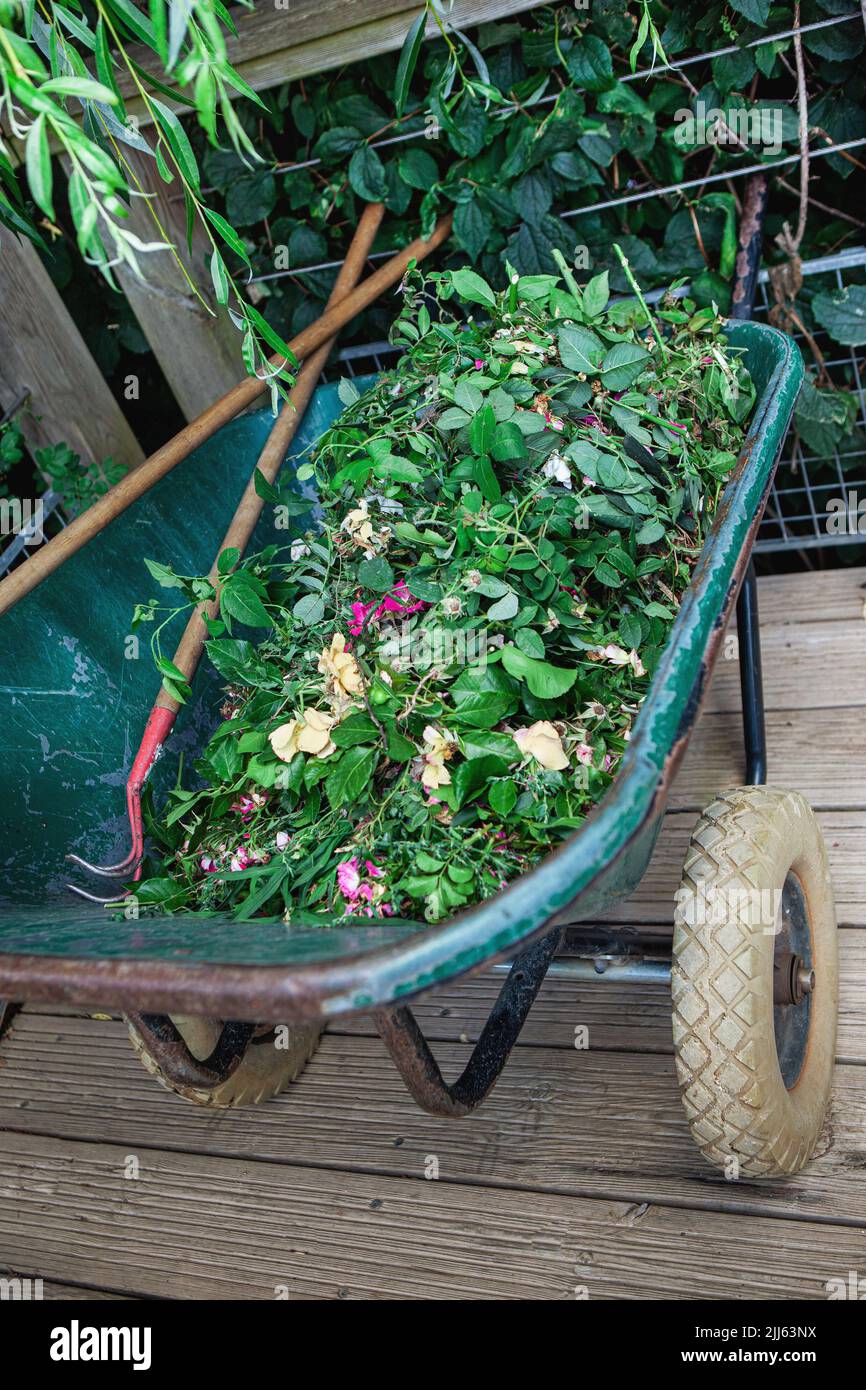Green waste in a wheelbarrow and gardening tools Stock Photo