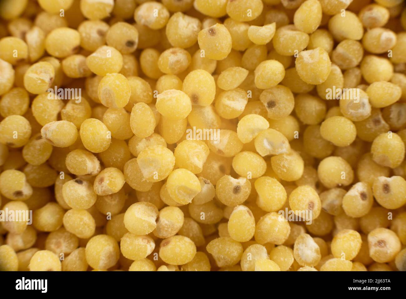 Millet groats in extreme closeup. Top view. millet porridge Stock