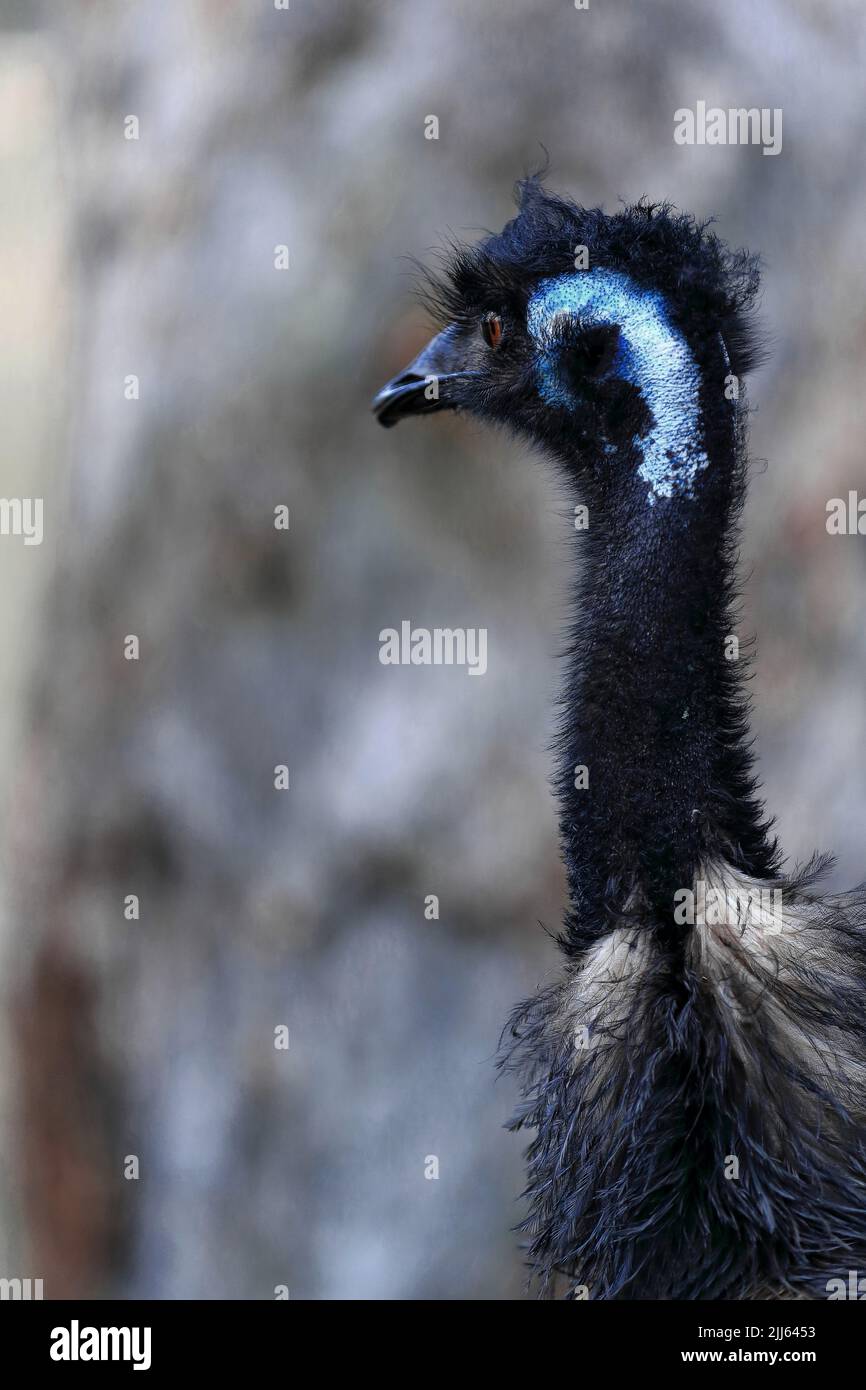 070 Detail of emu bird's head in the shadow with defocused background. Brisbane-Australia. Stock Photo