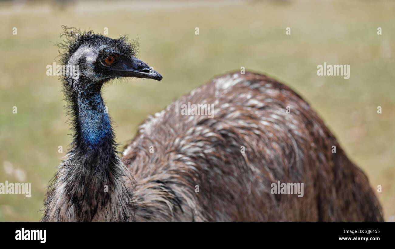 072 Emu bird in the sun resting on the ground. Brisbane-Australia. Stock Photo