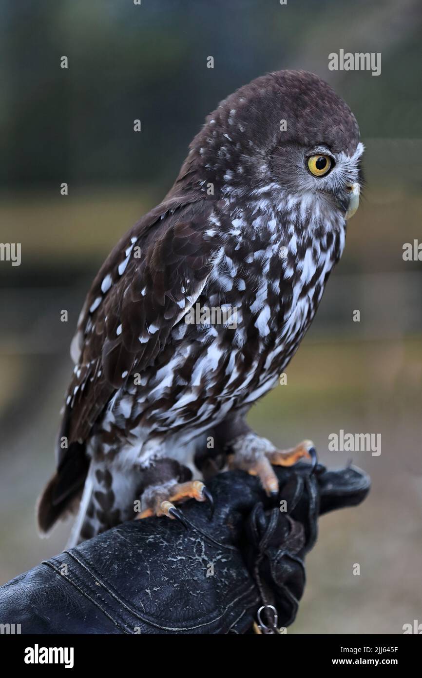 Barking owl -Ninnox connivens- or winking owl is a nocturnal, medium-sized, dark brown Australian bird species, calls ranging from a barking dog noise Stock Photo