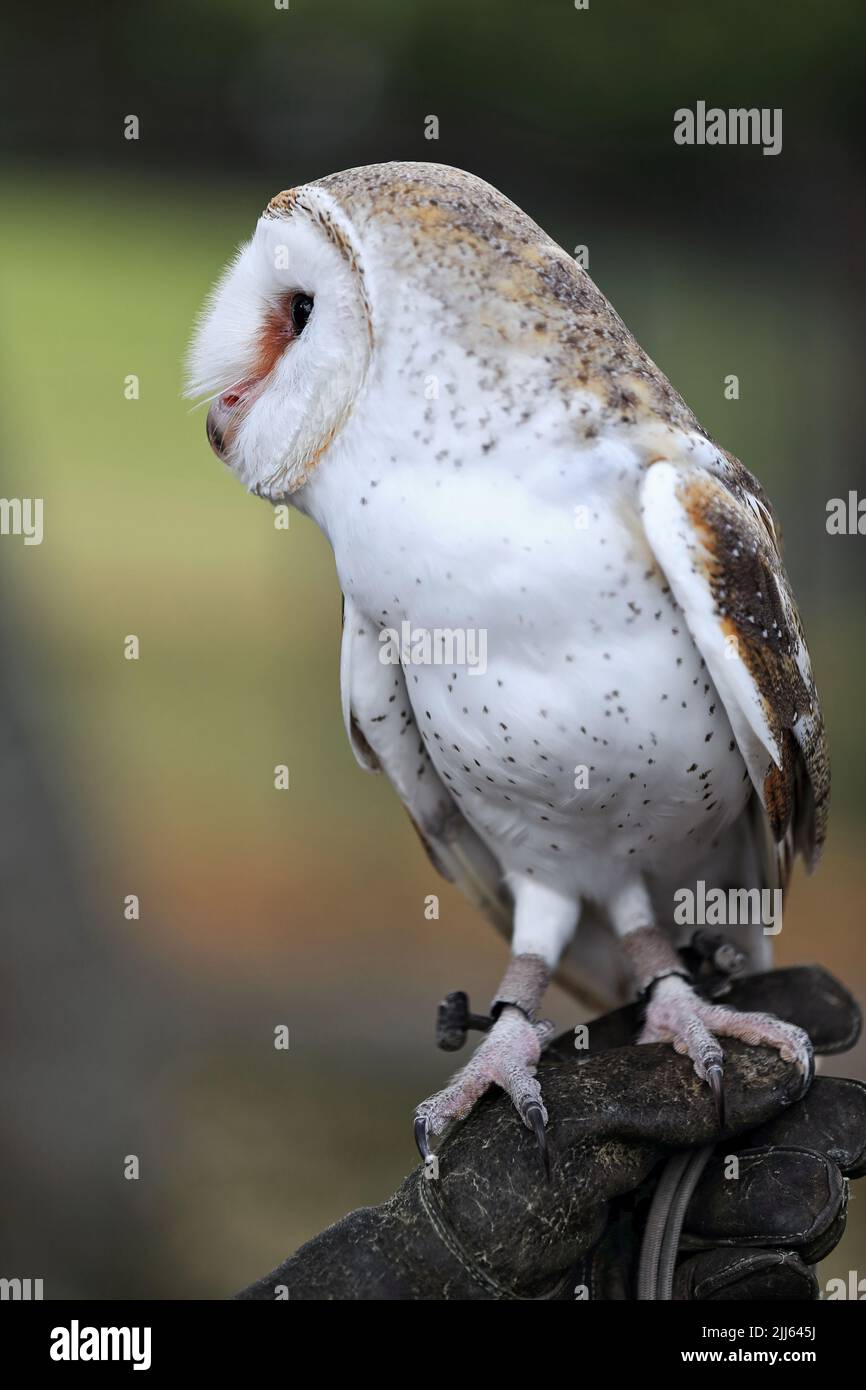 087 Barn owl, the most widespread species of owl in the world. Brisbane-Australia. Stock Photo
