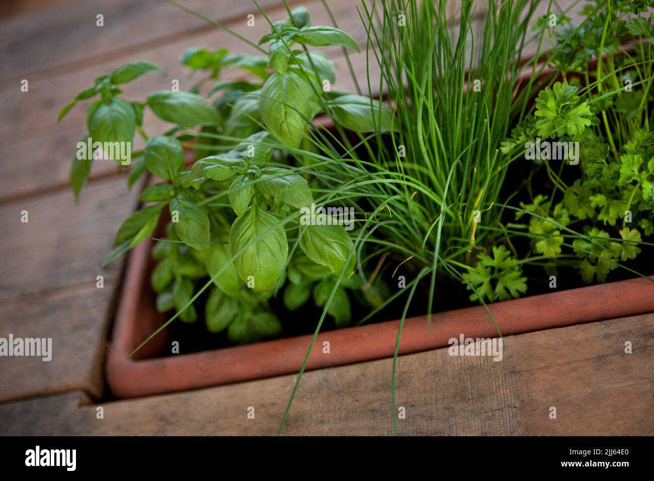 Potted herbs in a kitchen Stock Photo