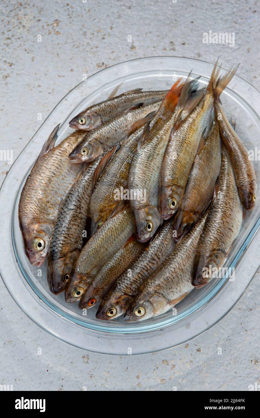 Small fishes in a glass dish Stock Photo