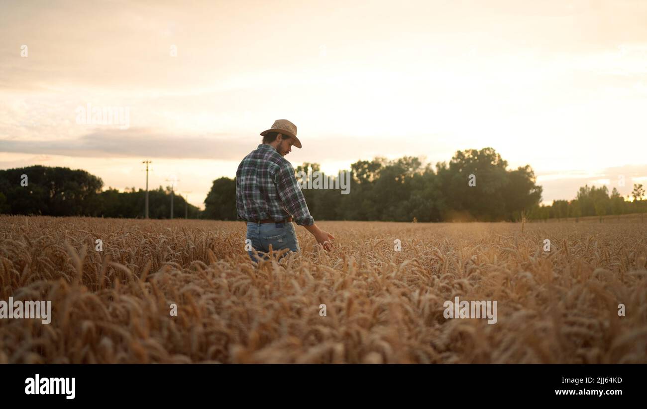 On a sunny day man touching wheat with hand at the field Stock Photo