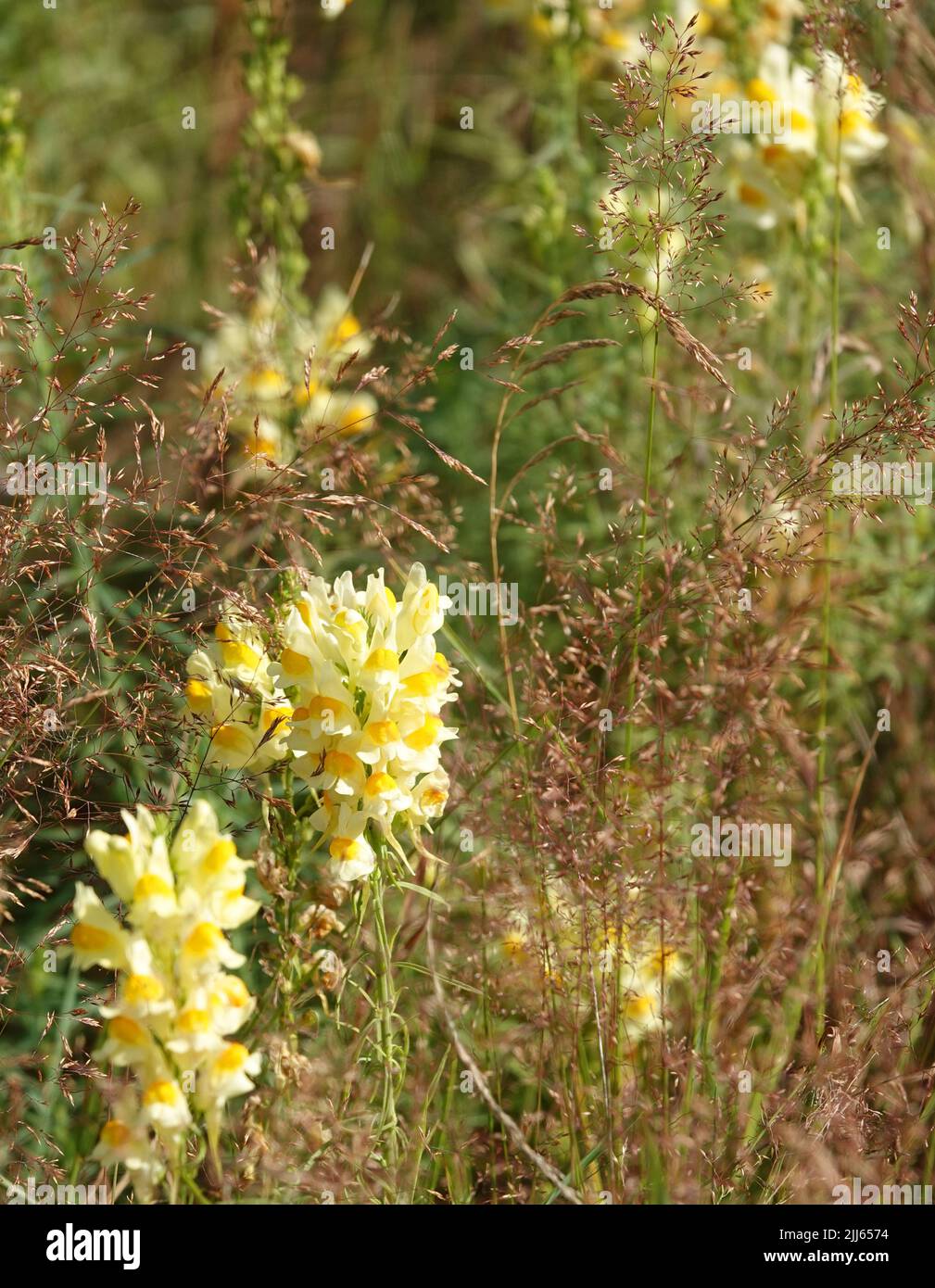 These Linaria vulgaris or yellow toadflax plants are blooming in a ...