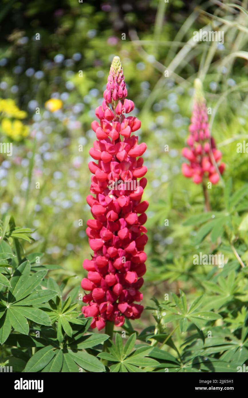 The Flower Head of a Garden Red Lupin Plant. Stock Photo