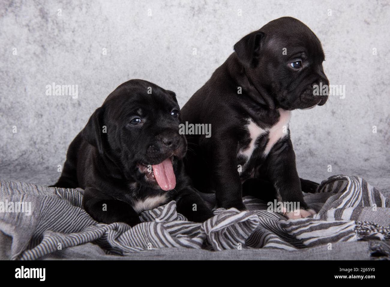 Two Black and white American Staffordshire Terrier dogs or AmStaff puppies on gray background Stock Photo