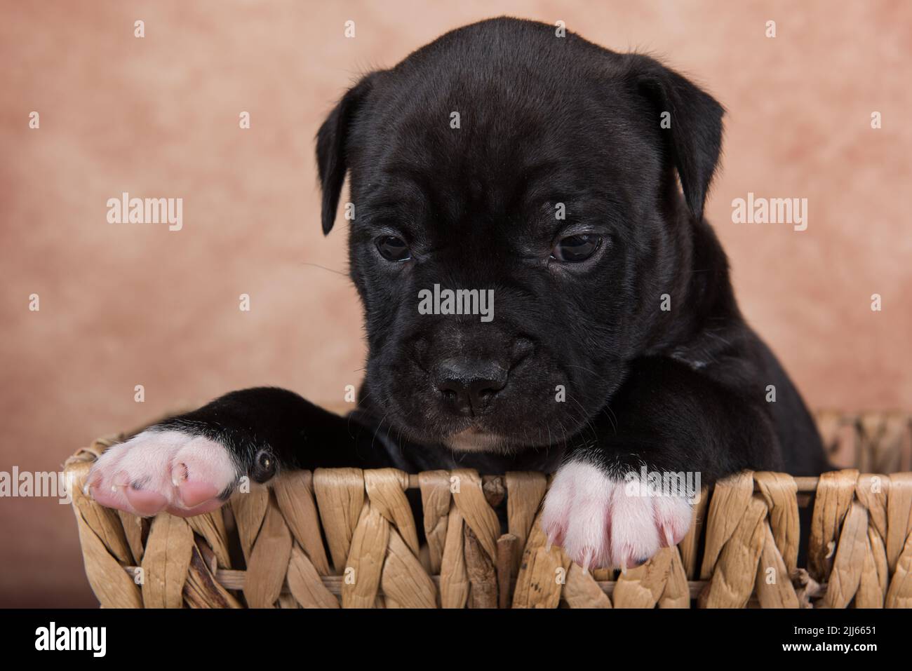 Black and white American Staffordshire Terrier dog or AmStaff puppy on brown background Stock Photo