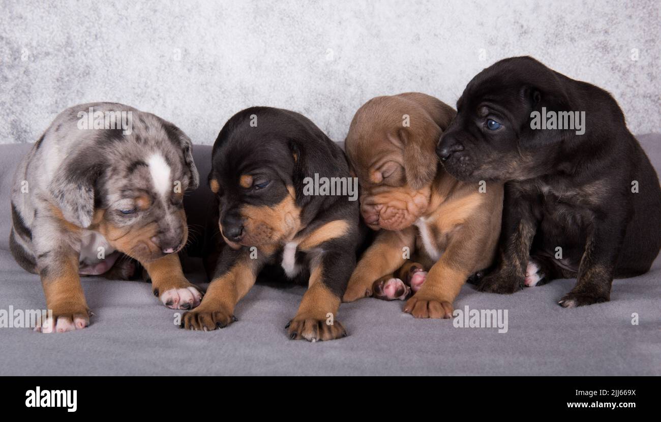 Four Louisiana Catahoula Leopard Dogs puppies on gray background Stock Photo