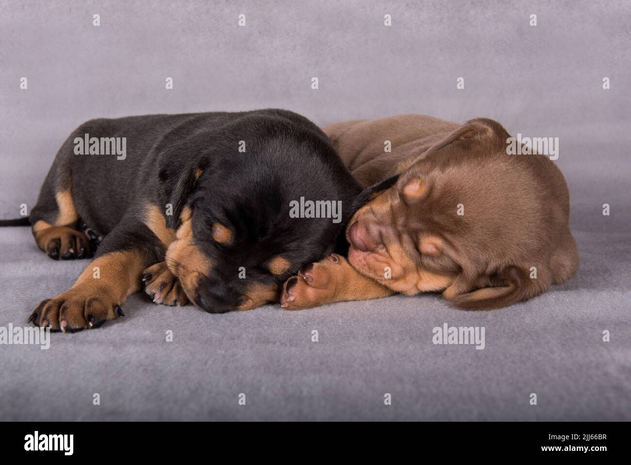 Two Louisiana Catahoula Leopard Dogs puppies on gray background Stock Photo