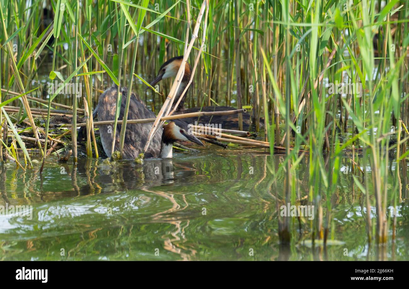 Great Crested Grebe (Podiceps cristatus) nest changeover Stock Photo