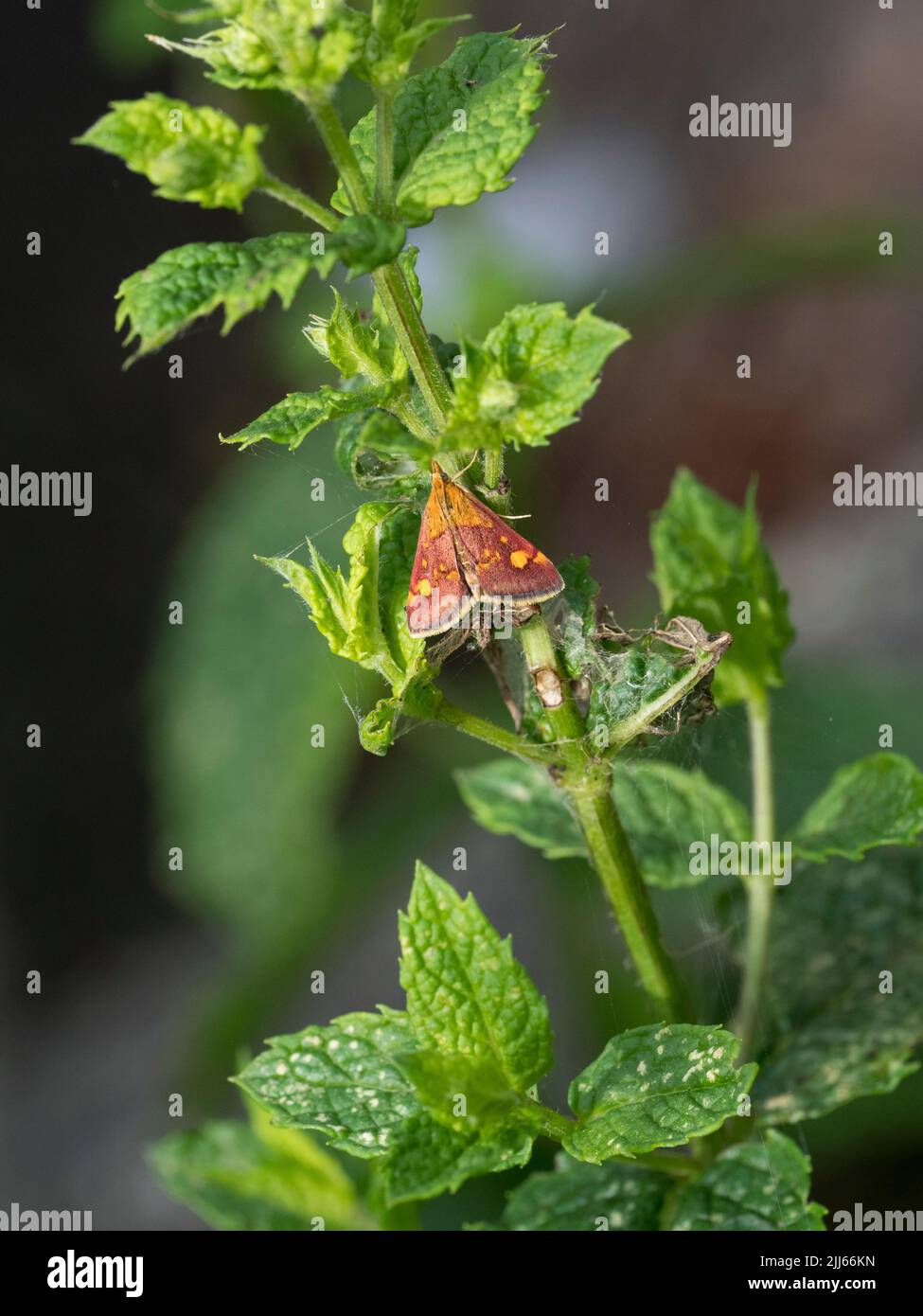 Mint moth (Pyrausta aurata) on mint plant Stock Photo