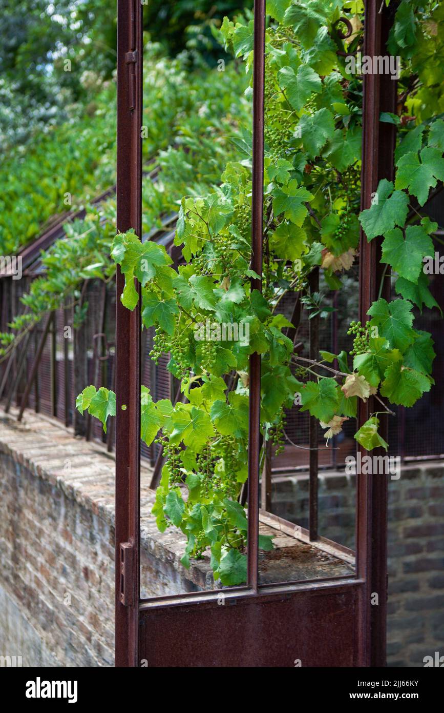 Vine climbing over an old rusty door Stock Photo