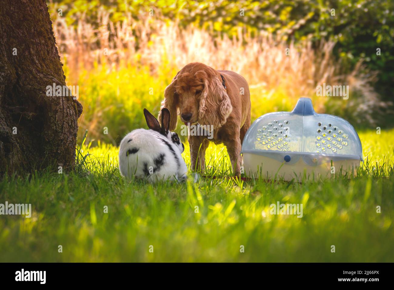 Cocker spaniel with little bunny at sunny day. Dog and rabbit friendship. Pets in the grassy garden under the tree. Stock Photo