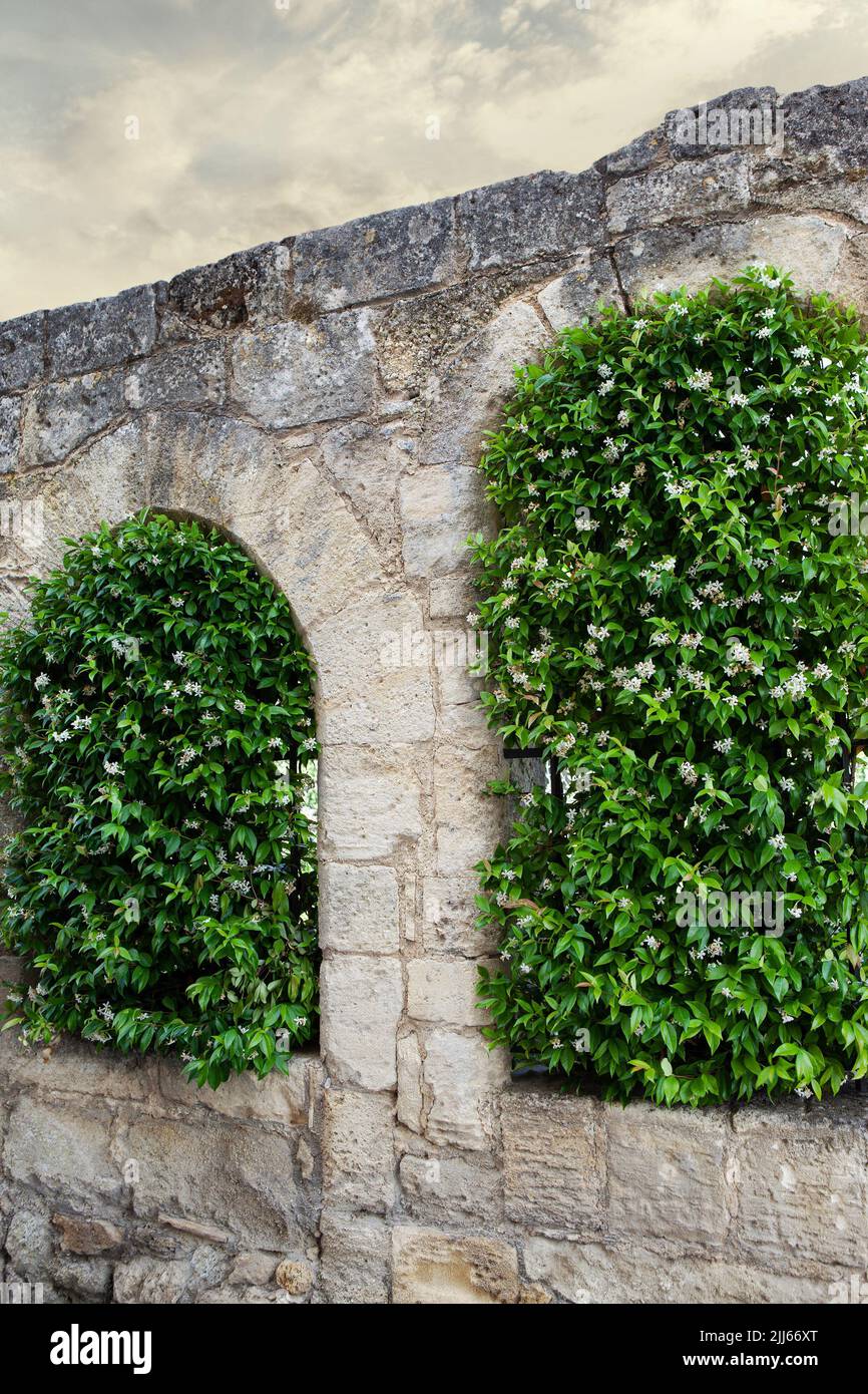 Jasmine growing on the vindows of a stone wall Stock Photo