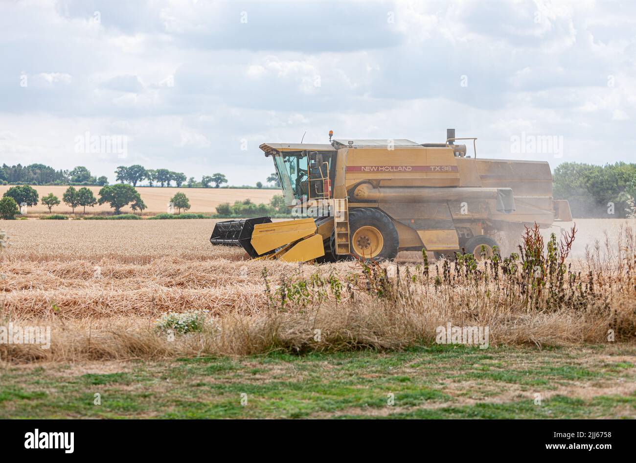 harvesting wheat in norfolk combine harvester new holland tx 36 Stock Photo