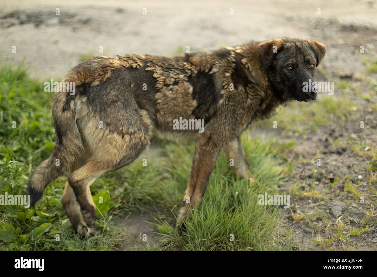 Life of sales a street dog