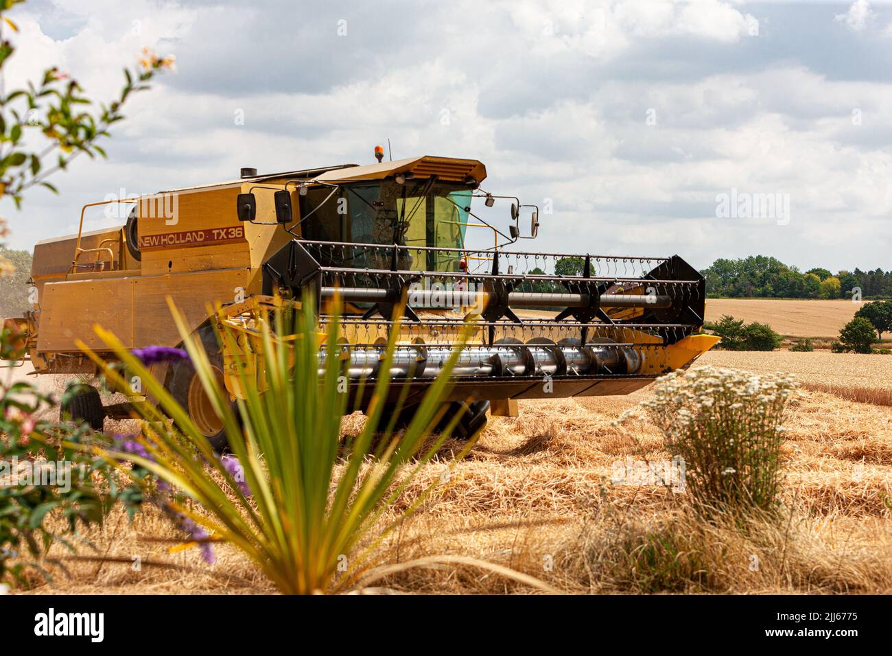 harvesting wheat in norfolk combine harvester new holland tx 36 Stock Photo