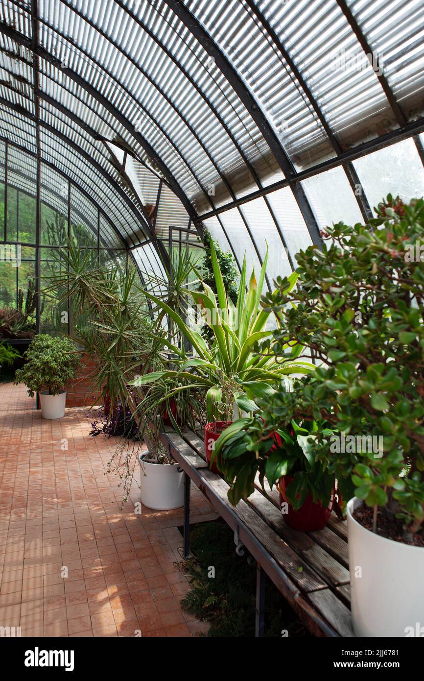 Interior of a vintage greenhouse Stock Photo