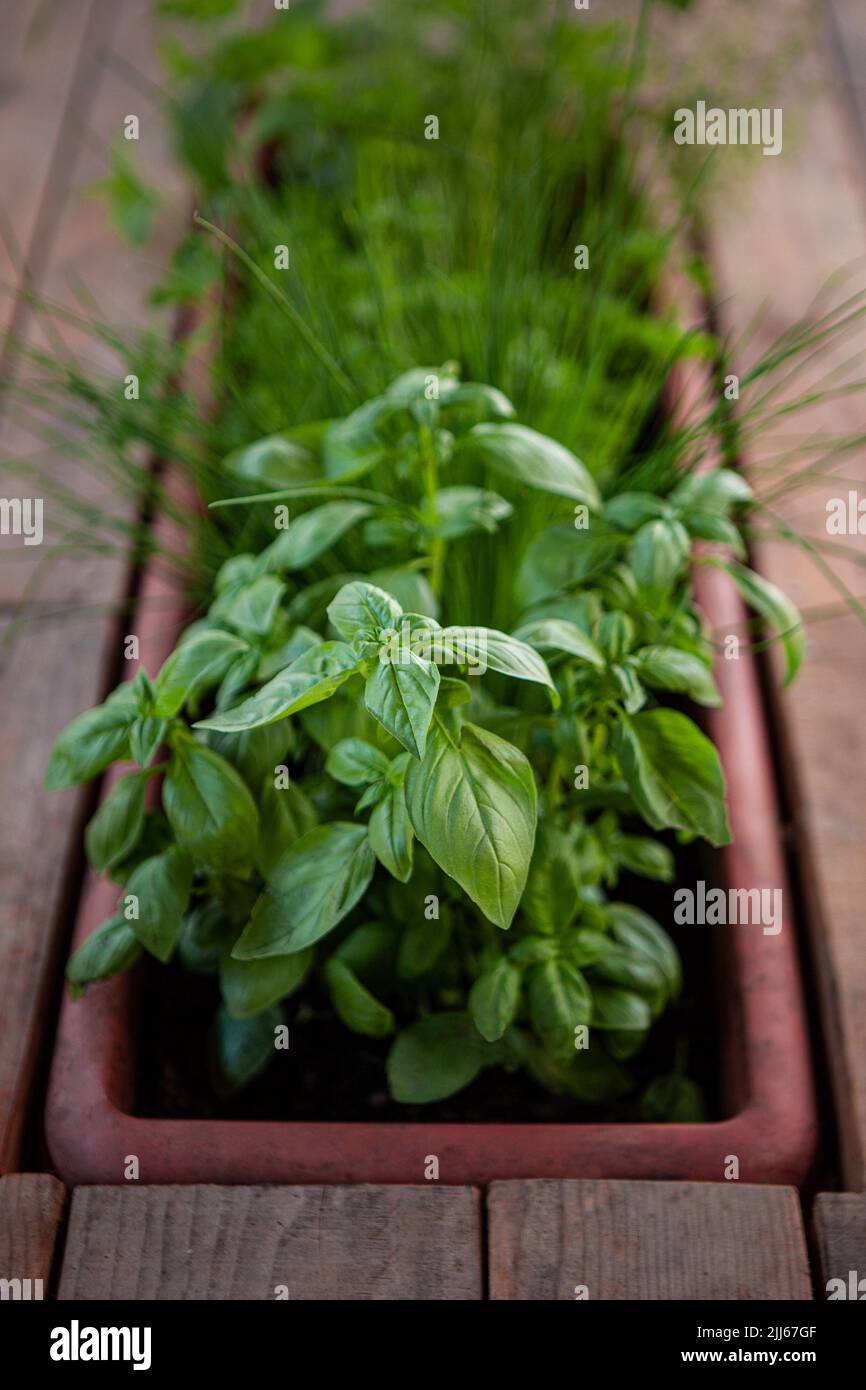 Basil and parsley on a table Stock Photo
