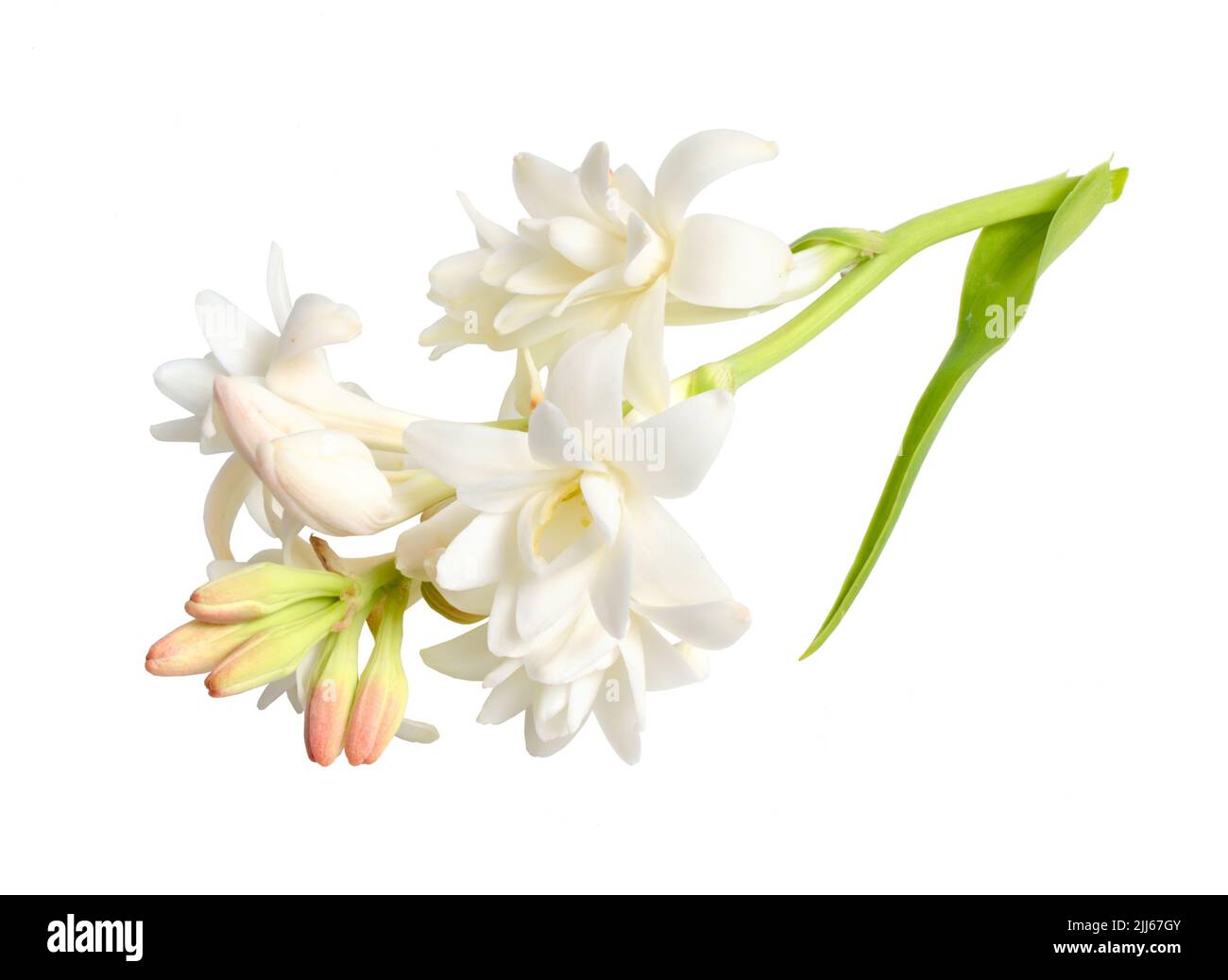 Agave amica, formerly Polianthes tuberosa or tuberose. Isolated on white background. Full dept of field. Without shadow Stock Photo