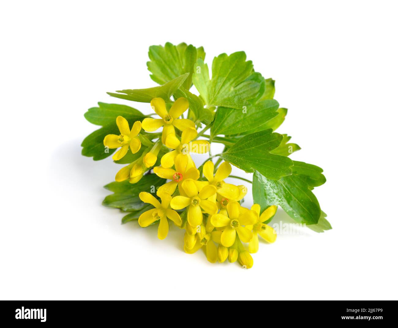 Ribes aureum, known by the common names golden currant, clove currant, pruterberry and buffalo currant, Ribes odoratum. Isolated. Stock Photo