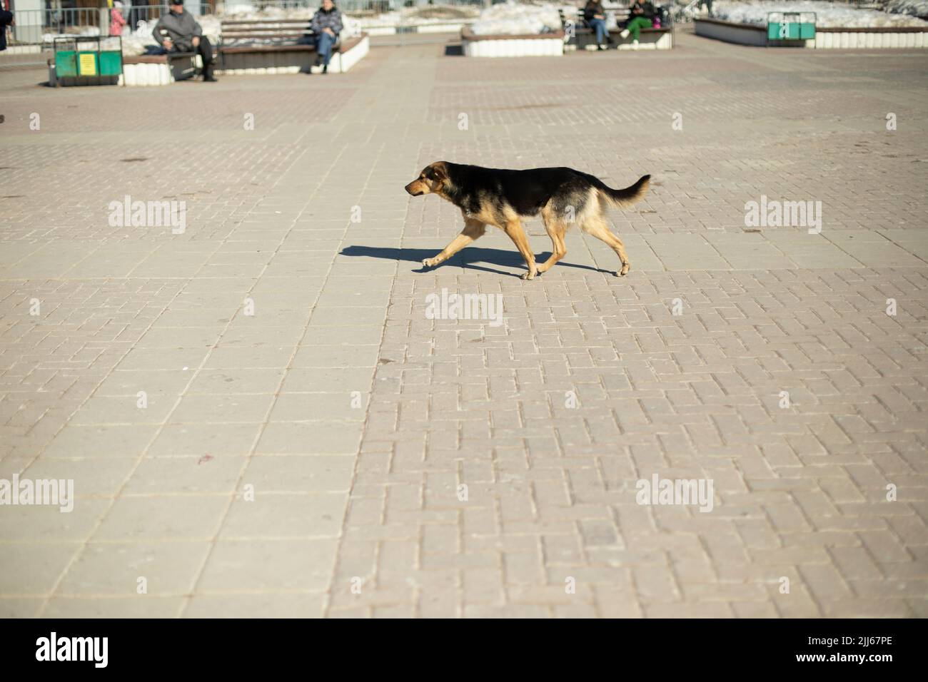 Stray dog runs down street. Abandoned animal. Pet is looking for master. Stock Photo