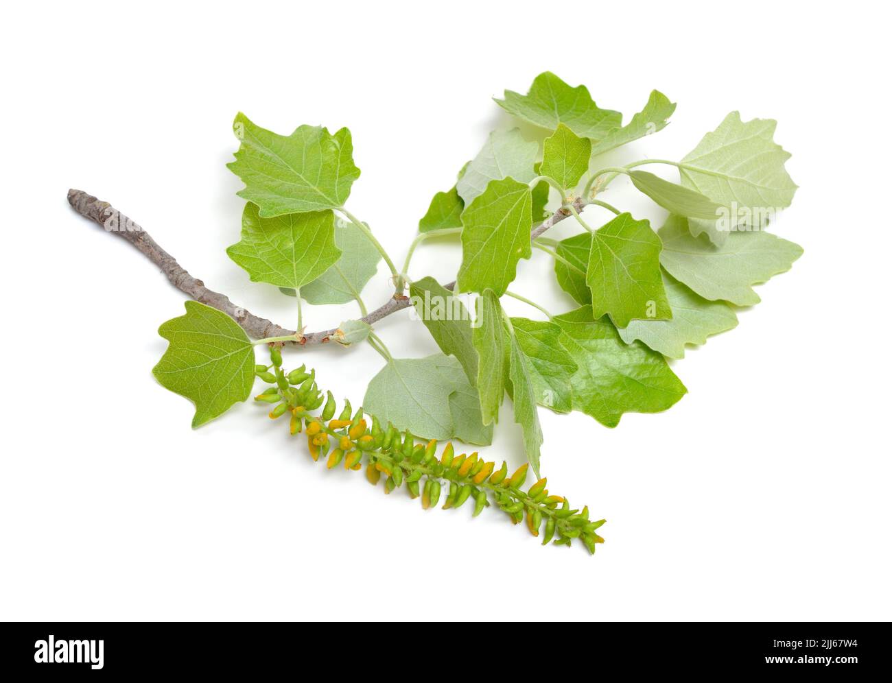 Populus alba, commonly called silver poplar, silverleaf poplar, or white poplar. Flowering branch. Isolated on white background. Stock Photo
