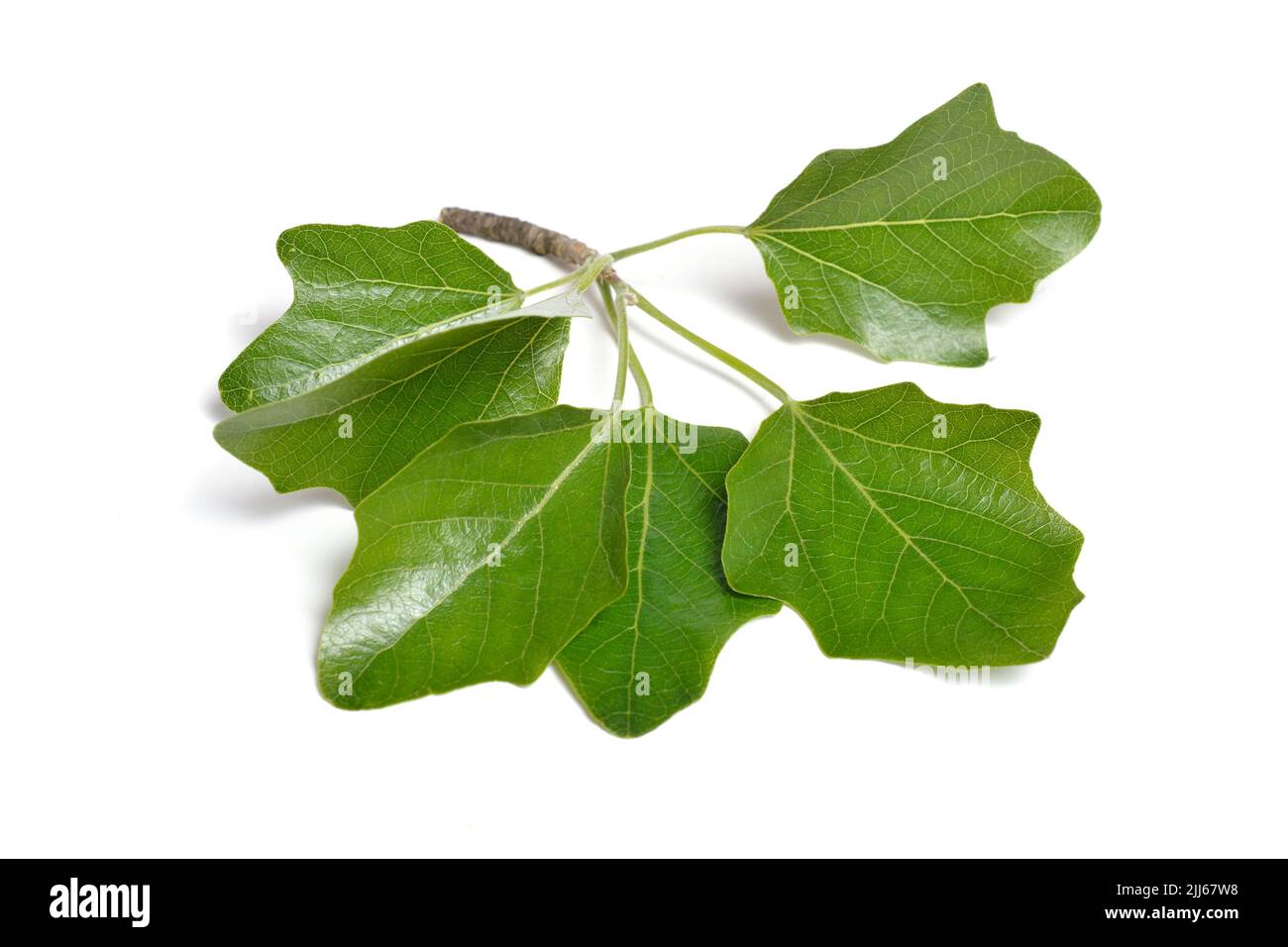 Populus alba, commonly called silver poplar, silverleaf poplar, or white poplar. Isolated on white background. Stock Photo