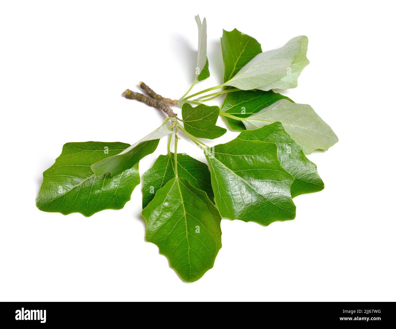 Populus alba, commonly called silver poplar, silverleaf poplar, or white poplar. Isolated on white background. Stock Photo