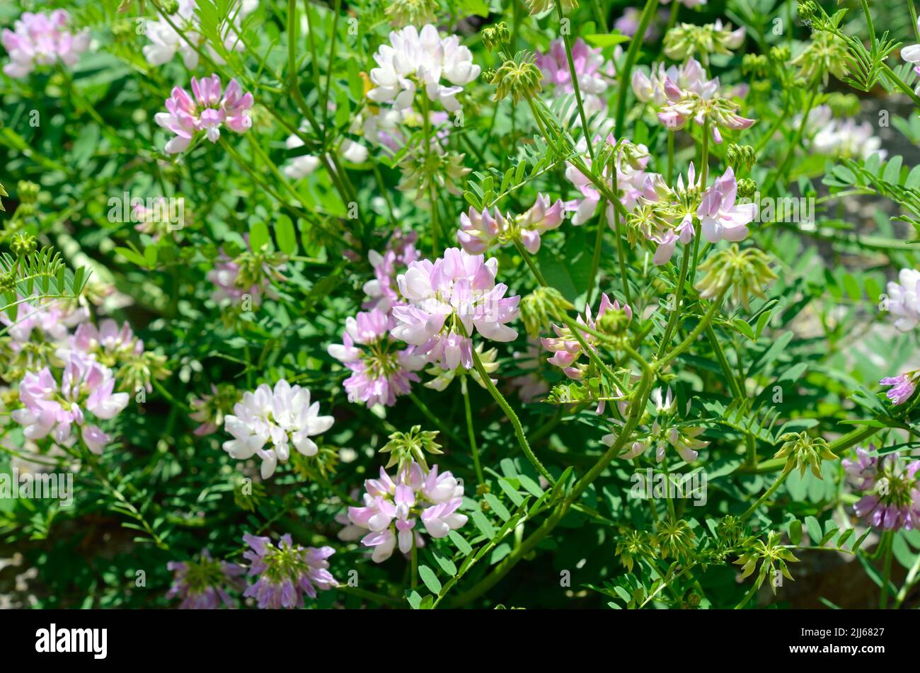 Securigera varia or Coronilla varia, commonly known as crownvetch or purple crown vetch. Stock Photo