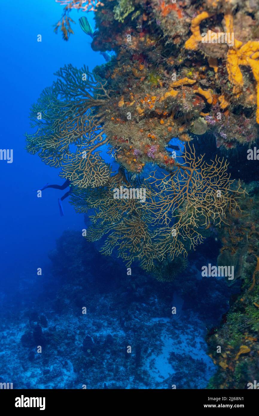 Cozumel reef scene Stock Photo