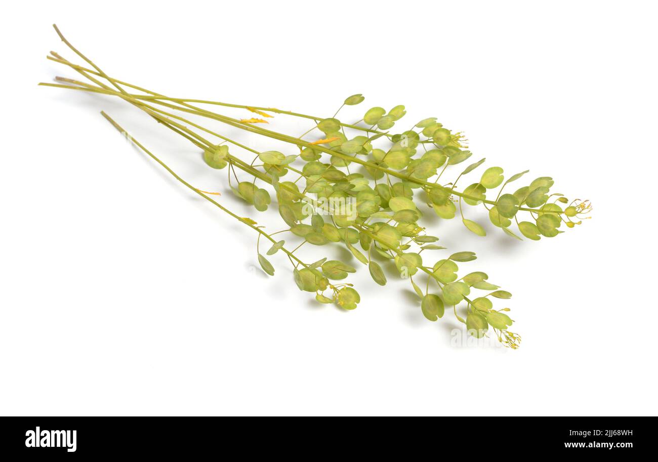 Thlaspi arvense, known by the common name field pennycress. Isolated on white. Stock Photo