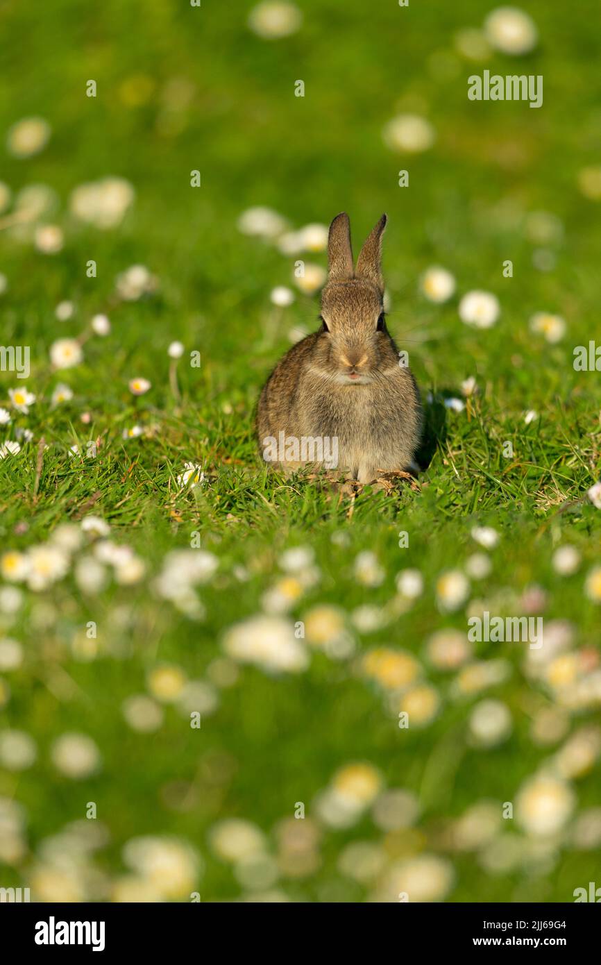 European rabbit Oryctolagus cuniculus, in wildflower meadow ...
