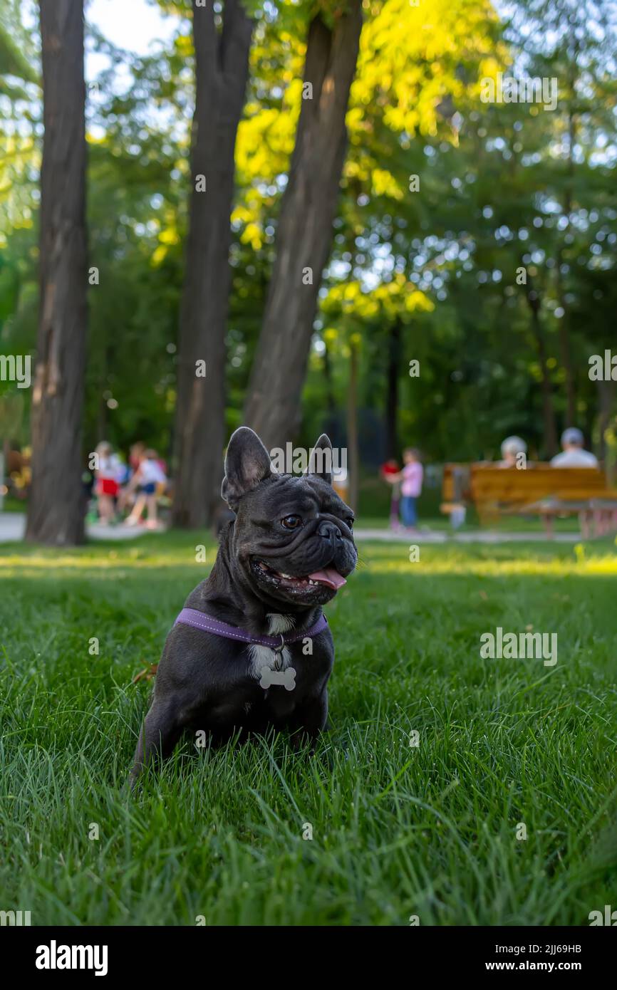 french bulldog dog looking away sticking out tongue Stock Photo Alamy