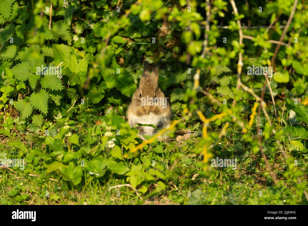 European rabbit Oryctolagus cuniculus, washing, Marlborough, Wiltshire ...