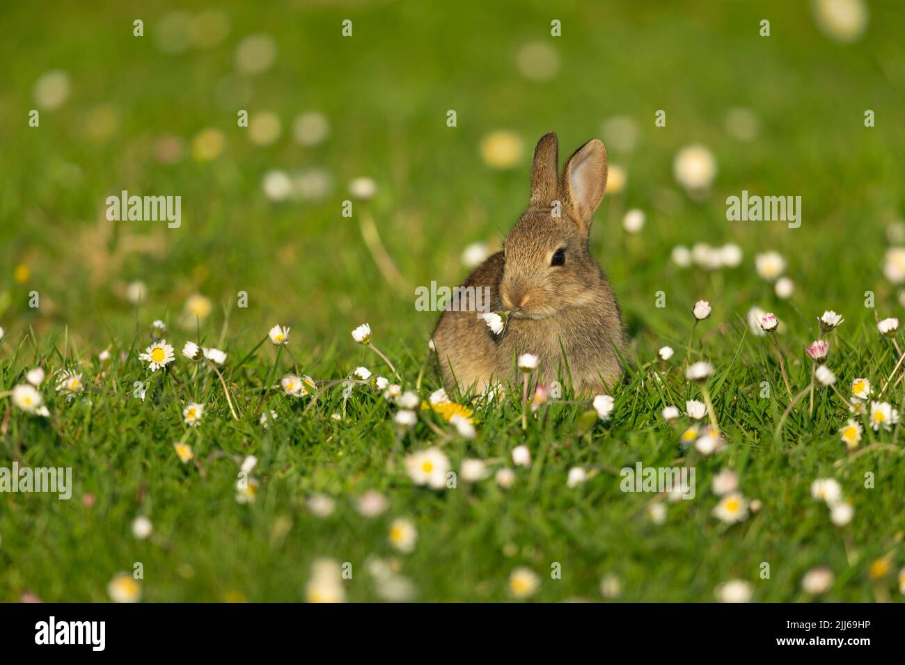 European rabbit Oryctolagus cuniculus, in wildflower meadow ...