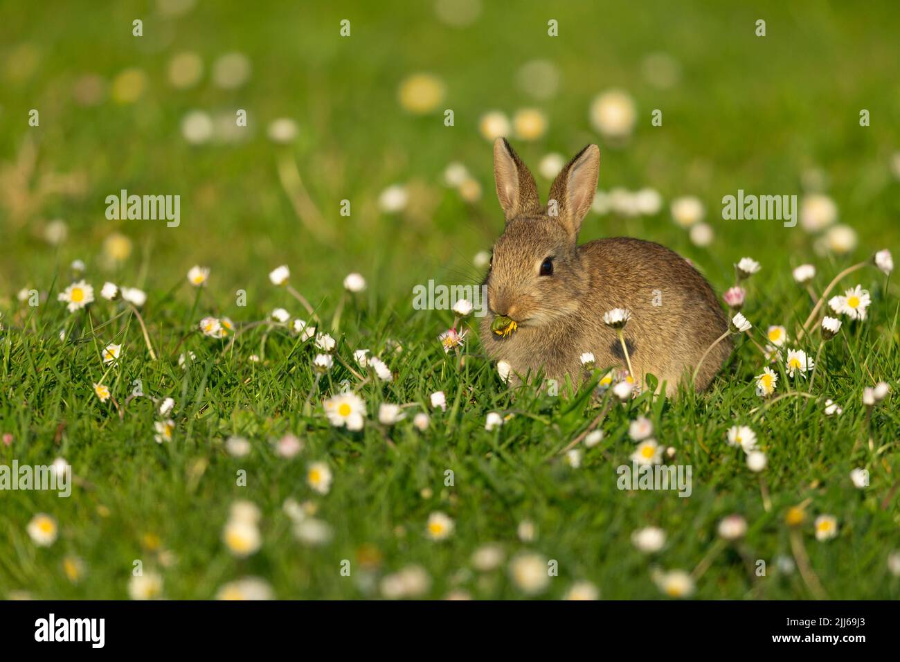 European rabbit Oryctolagus cuniculus, in wildflower meadow ...
