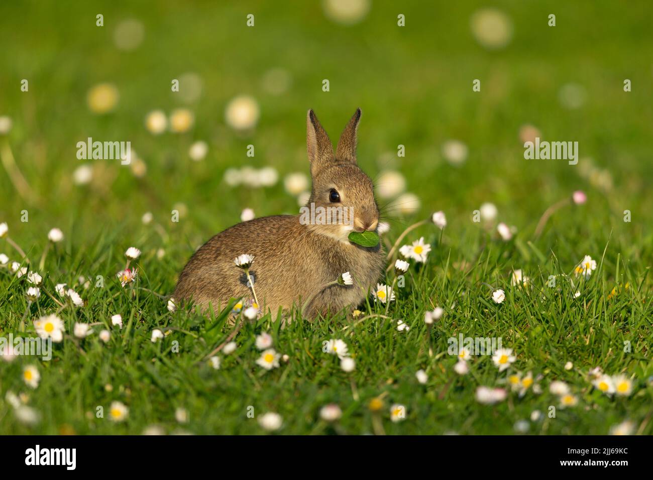 European rabbit Oryctolagus cuniculus, in wildflower meadow ...