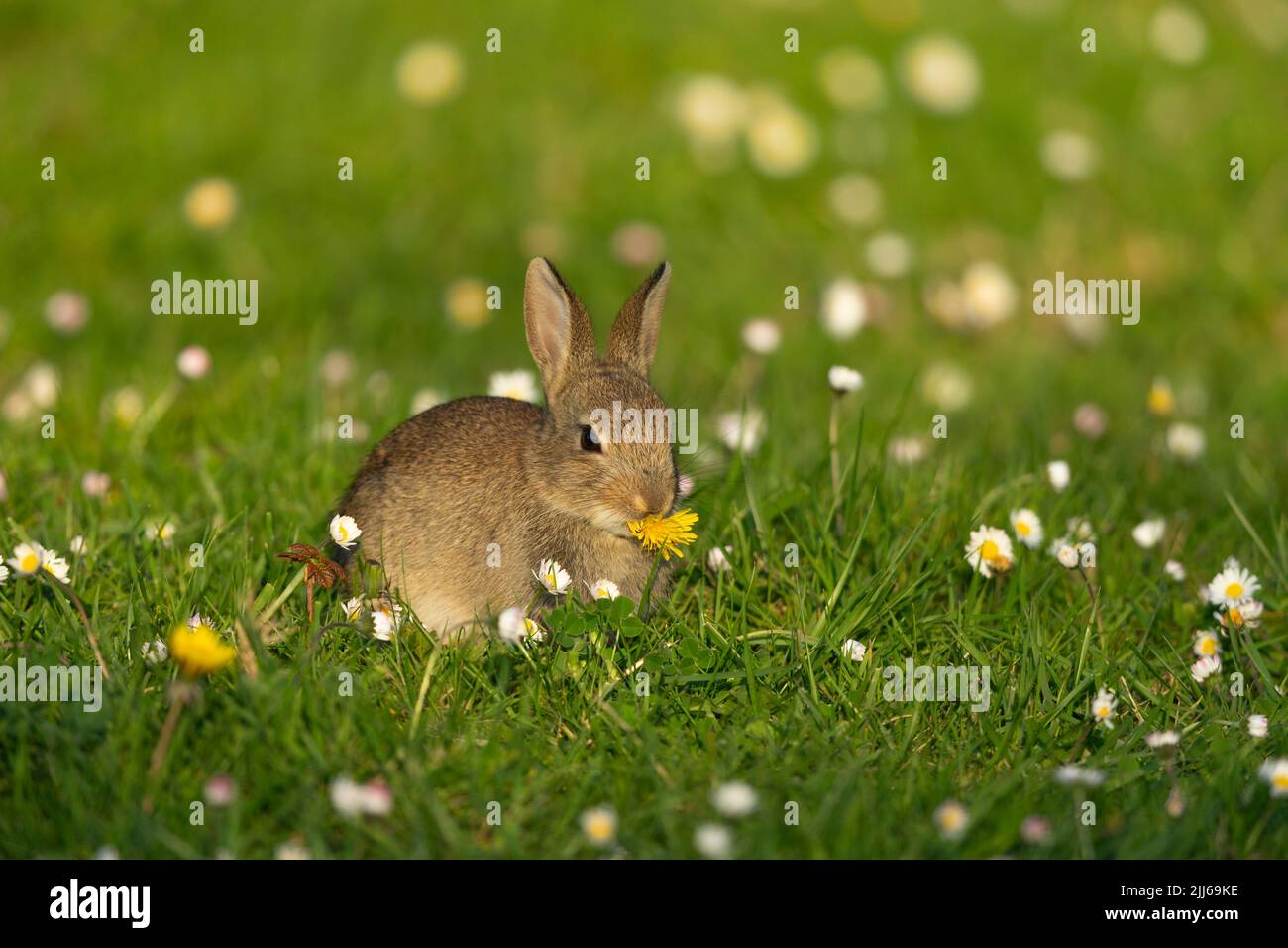 European rabbit Oryctolagus cuniculus, in wildflower meadow ...