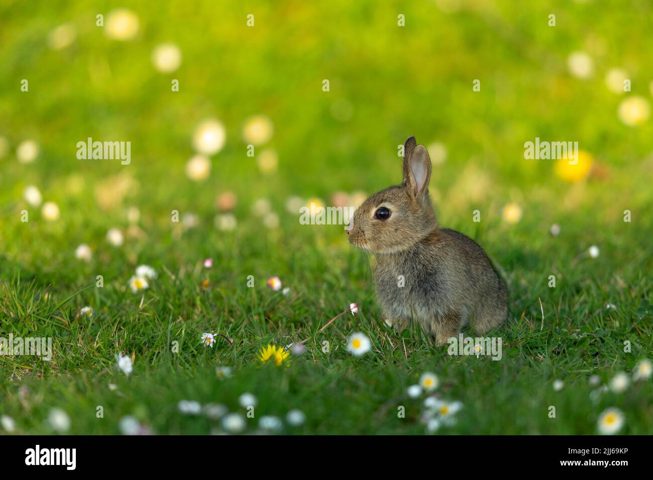 European rabbit Oryctolagus cuniculus, in wildflower meadow ...