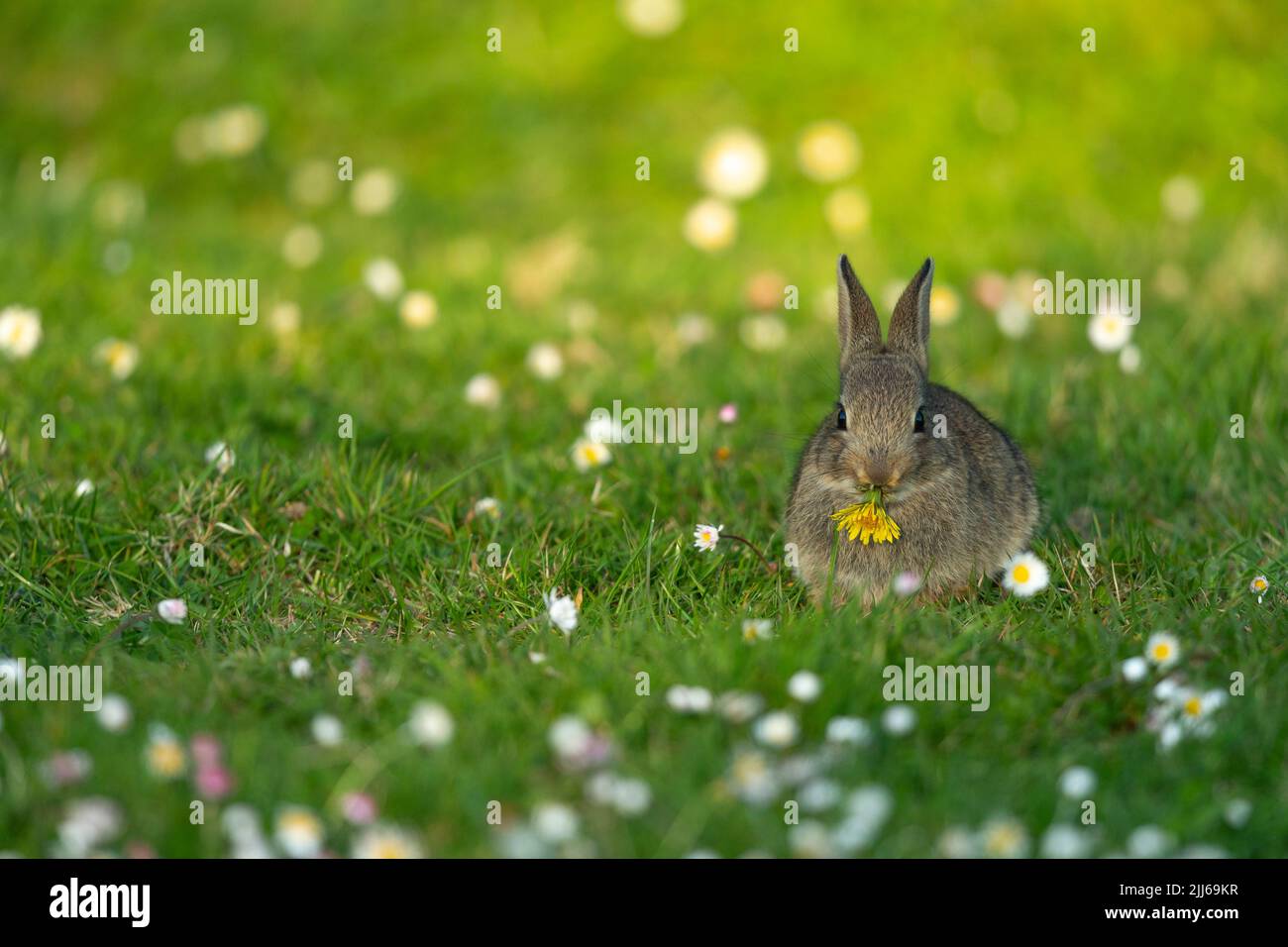 European rabbit Oryctolagus cuniculus, in wildflower meadow ...