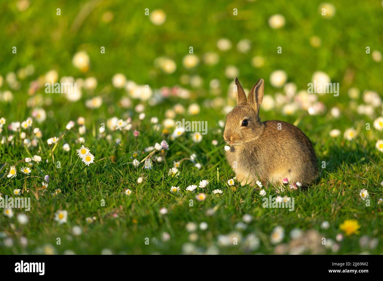 European rabbit Oryctolagus cuniculus, in wildflower meadow ...