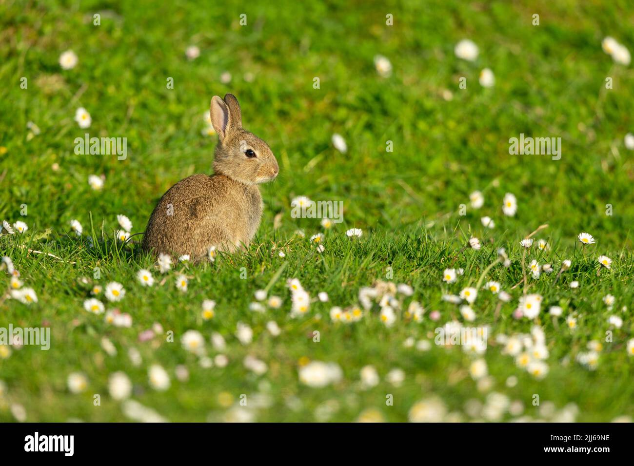 European rabbit Oryctolagus cuniculus, in wildflower meadow ...