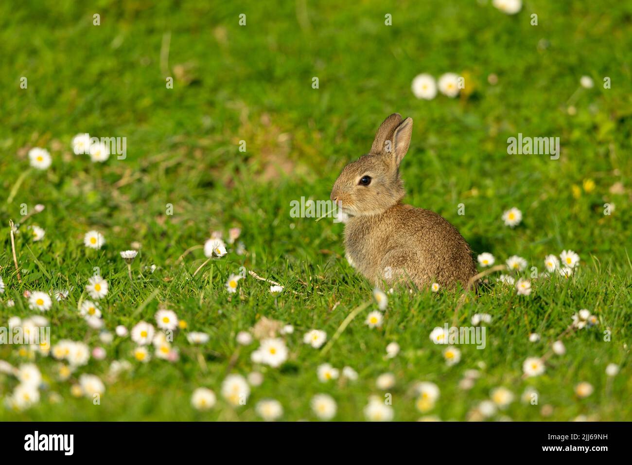 European rabbit Oryctolagus cuniculus, in wildflower meadow ...