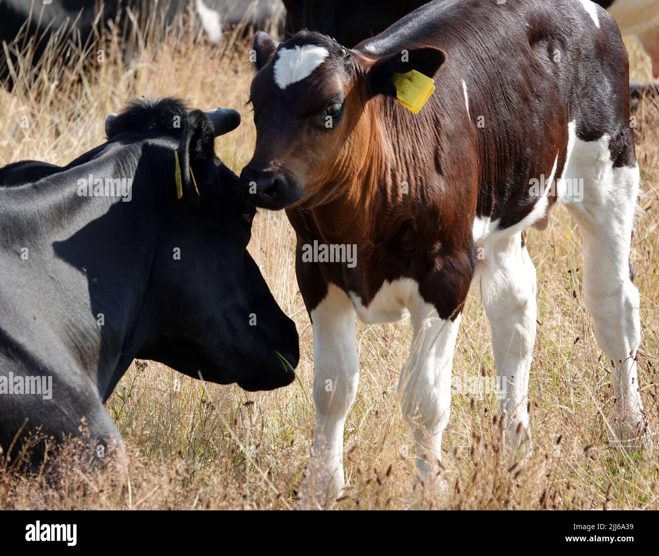 Calf and cow. Mother and child contact each other. The owner believes