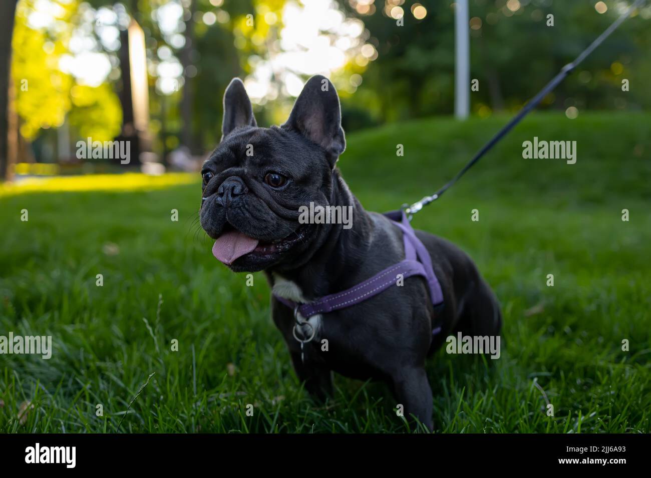 beautiful dog breed french bulldog pricked up and looks intently to the side Stock Photo