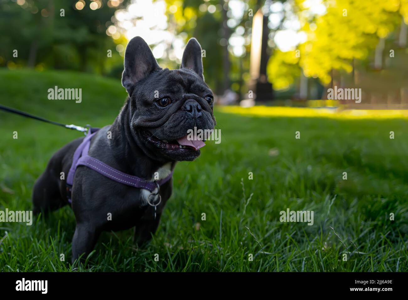 beautiful dog breed french bulldog pricked up and looks intently to the side Stock Photo