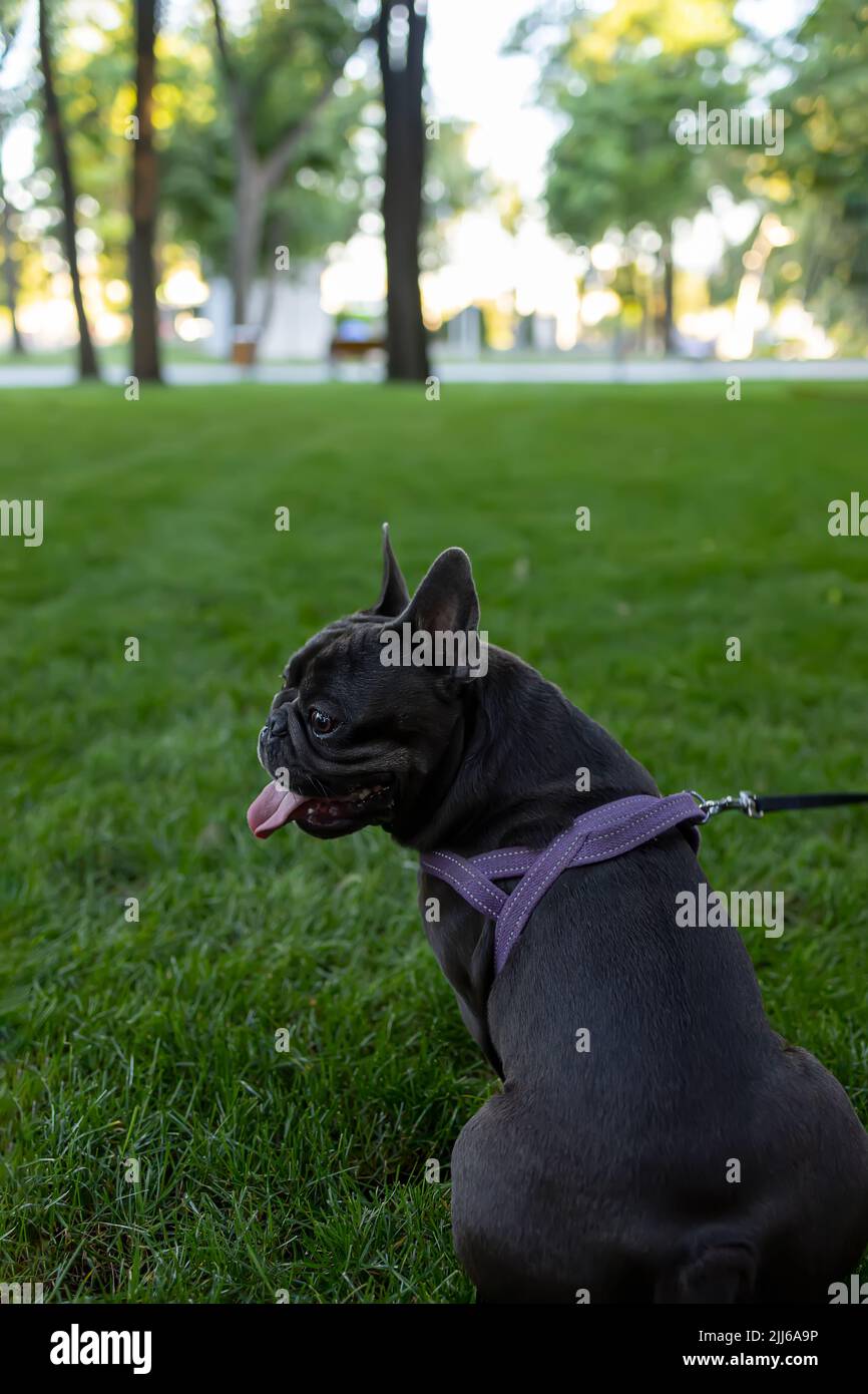 Dog sticks hi-res stock photography and images - Alamy